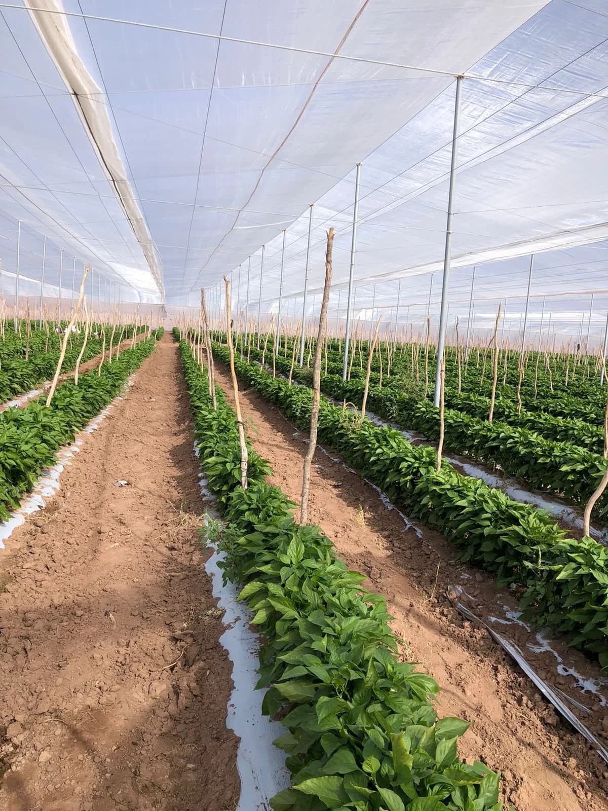 Producción agrícola de calidad.